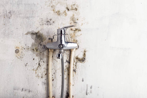 Best Best Mold Removal Companies  in Hamilton College, NY