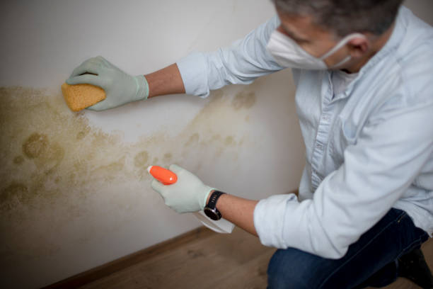 Mold Removal and Inspection in Hamilton College, NY