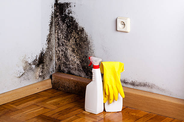 Best Commercial Mold Removal  in Hamilton College, NY