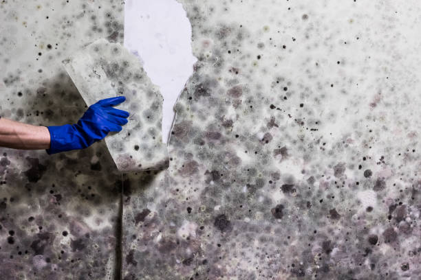 Best Residential Mold Removal  in Hamilton College, NY